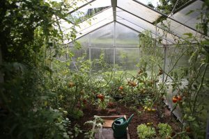 4 voordelen van groente kweken in een tuinkas