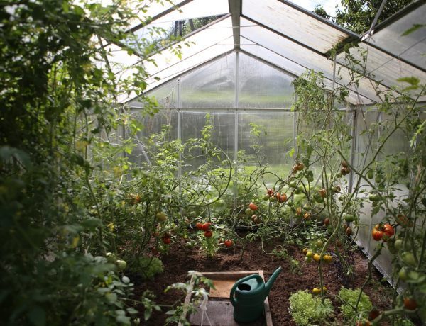 4 voordelen van groente kweken in een tuinkas