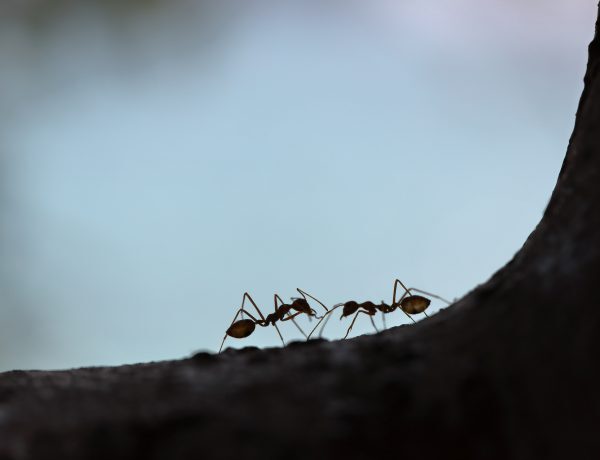 mieren in huis